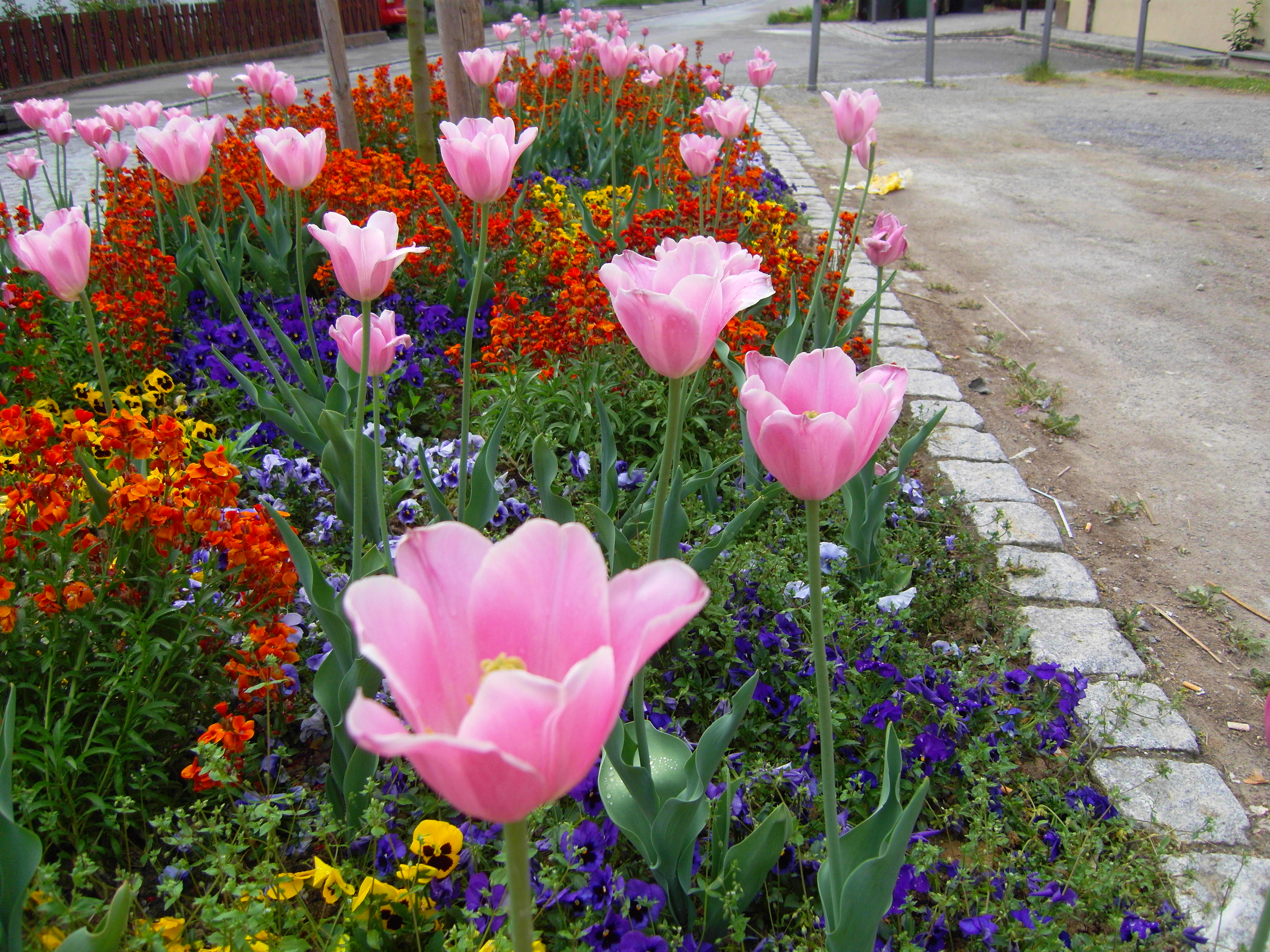 ./jardin-fleurs_1772740253832